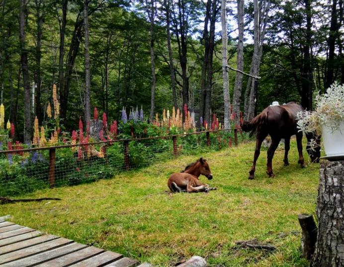 Bosque Holistico Del Fin Del Mundo Hotel Ushuaia Exterior photo